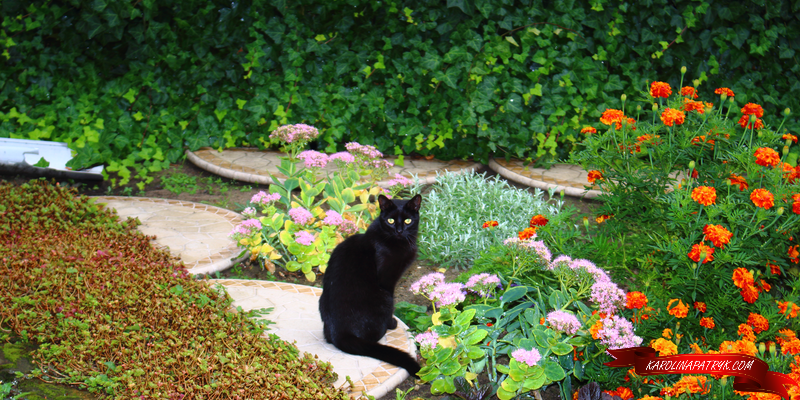 Black cat in the garden