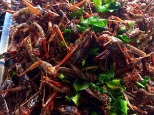 если вы думаете о еде насекомых в Таиланде, выбирайте кузнечиков