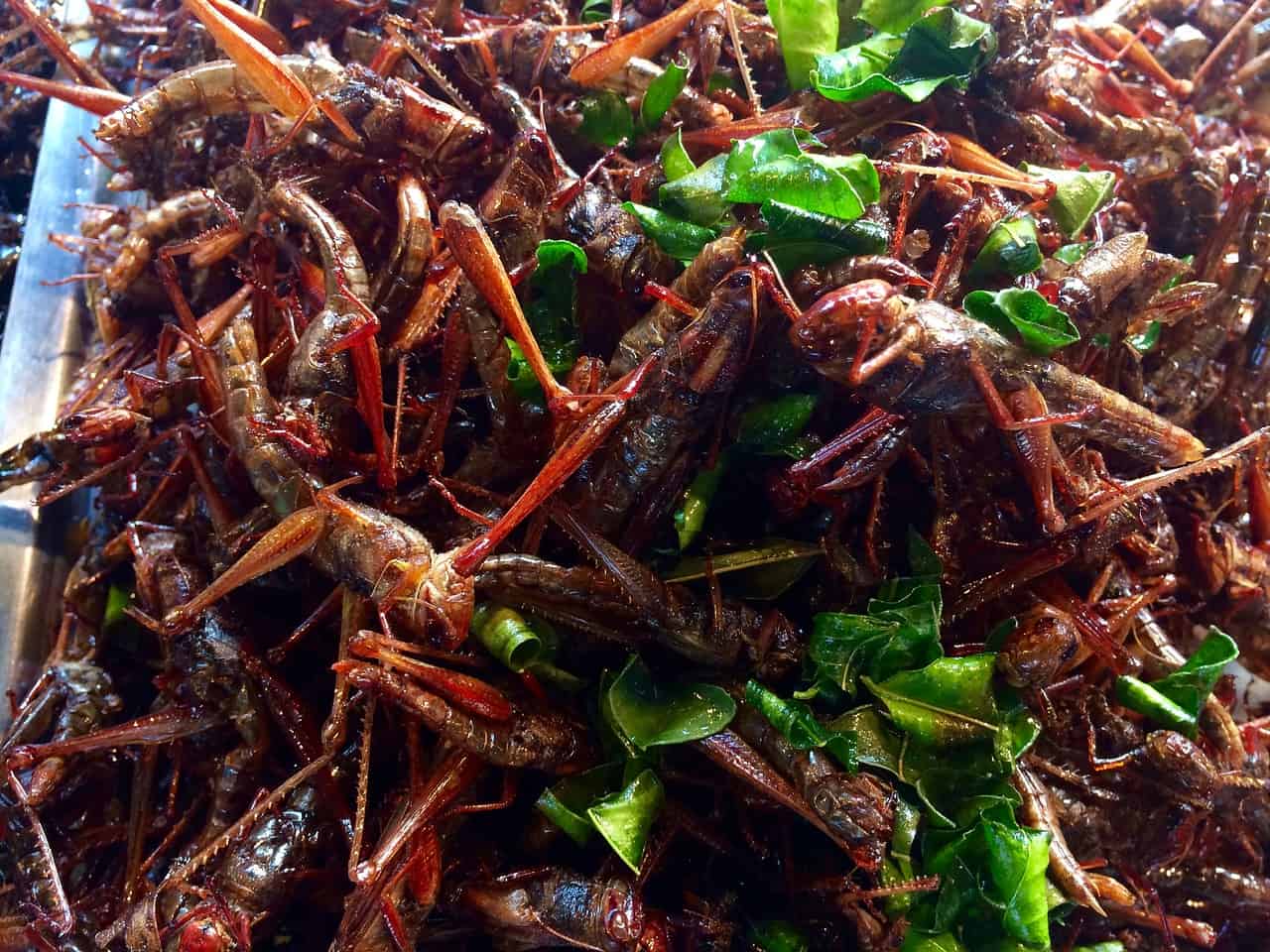 Wenn Sie daran denken, Insekten in Thailand zu essen, wählen Sie Heuschrecken.