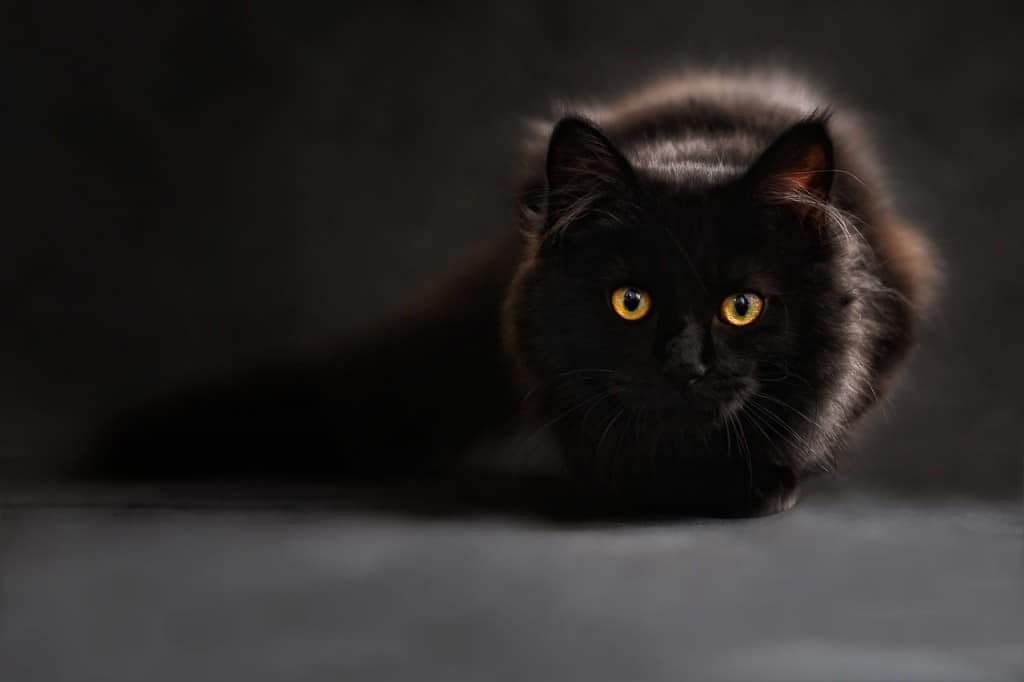 Fun facts about Poland: Poles are scared of black cats