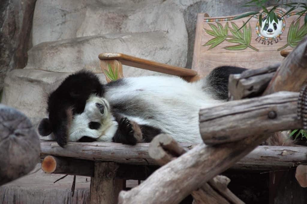 lazy panda chiang mai zoo