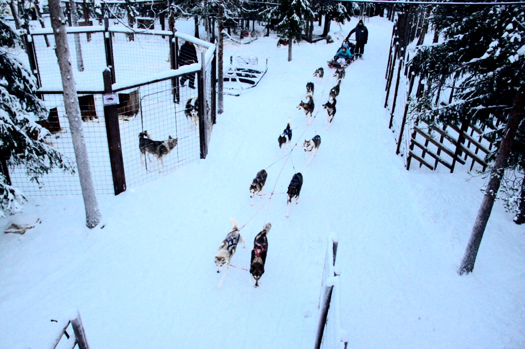 Husky dog sleigh ride in Rovaniemi