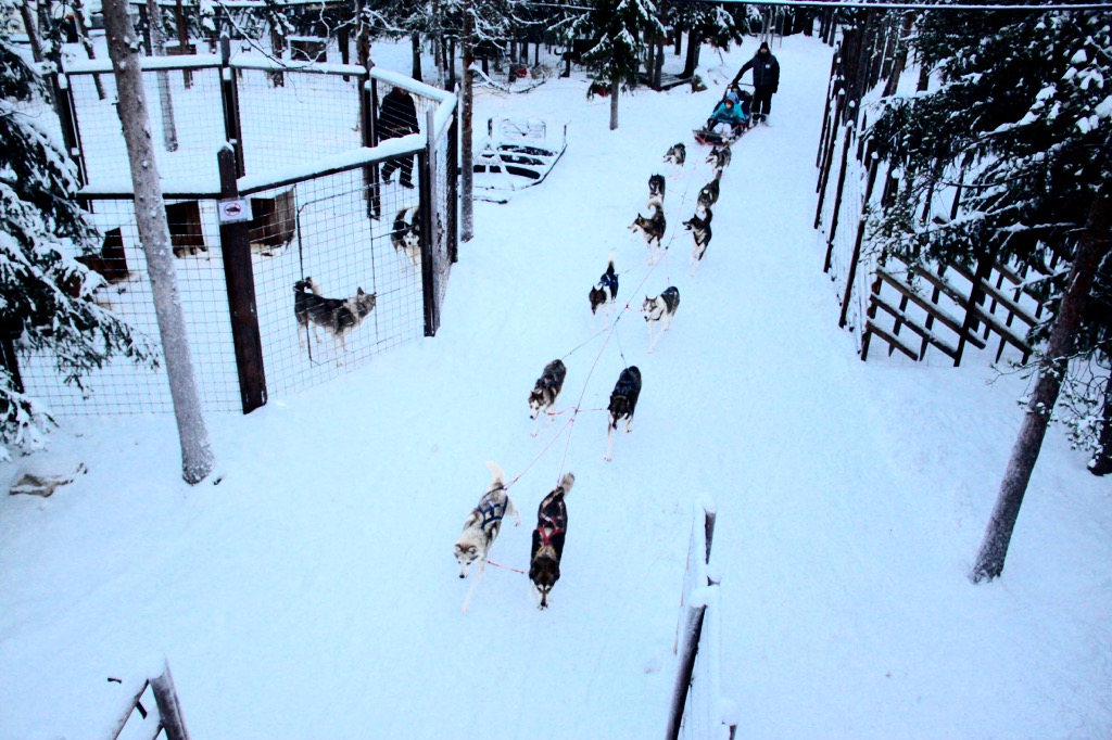 Balade en traîneau à chiens Husky à Rovaniemi