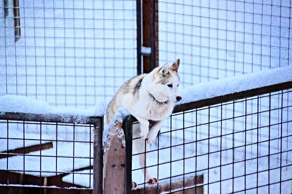 Chiens Husky sur la clôture