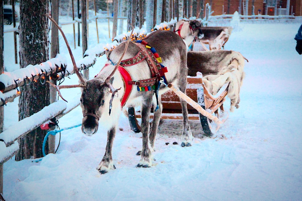 Reindeer sleigh in Rovaniemi