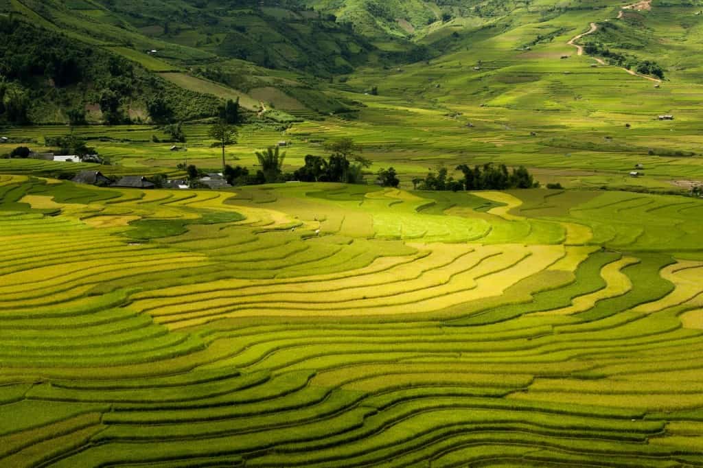 vietnam sapa rice fields terraces