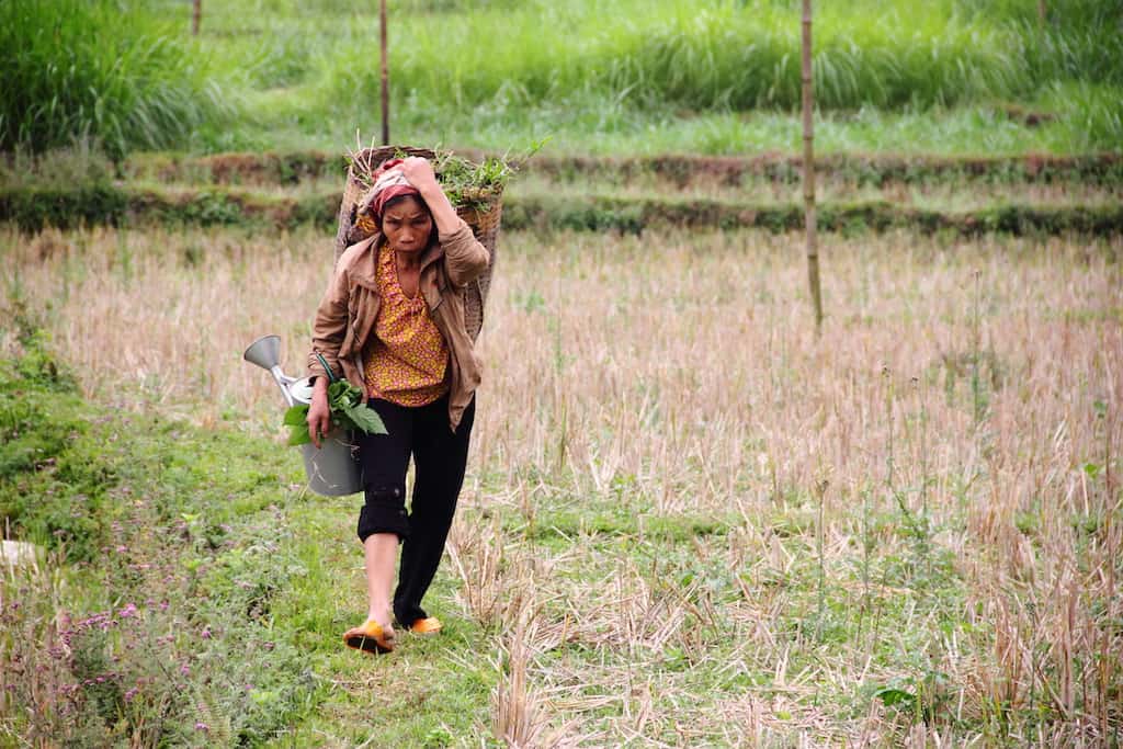 vietnam rice fields