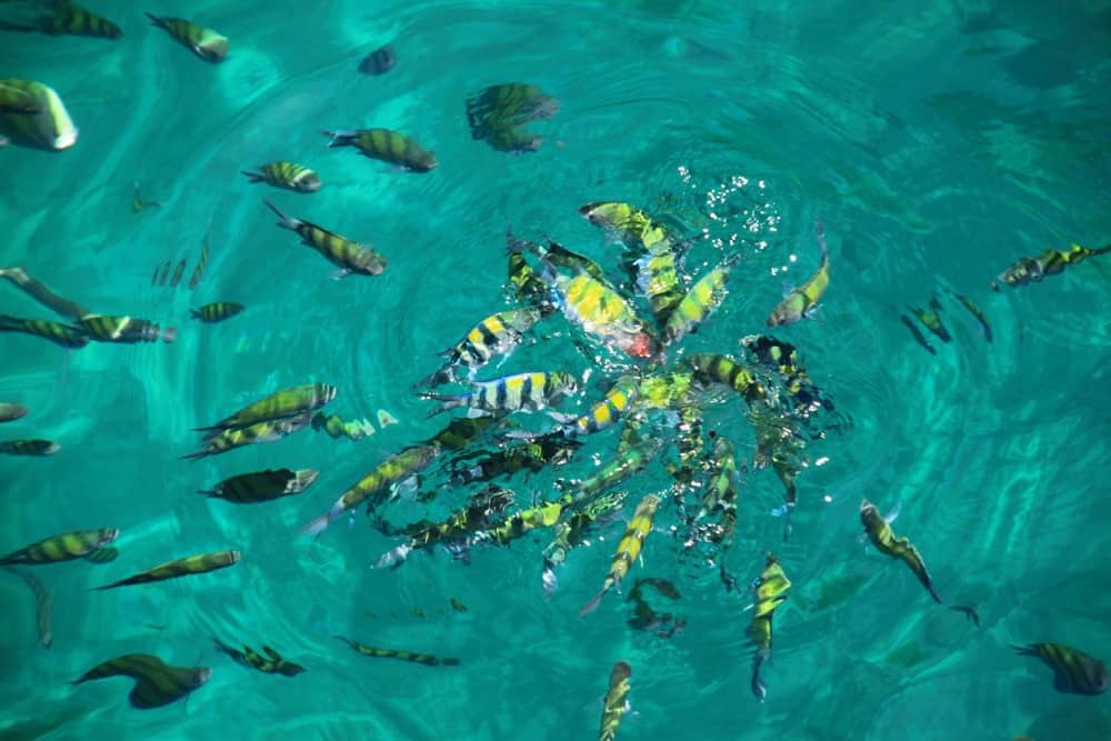 Fish in the Thai sea