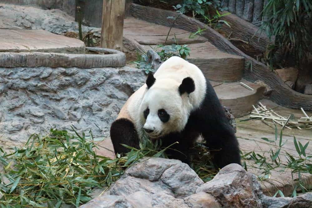 Panda géant