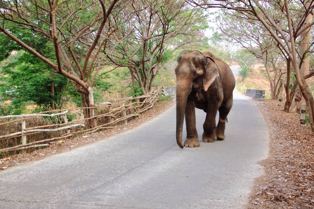 Elefante en Pai