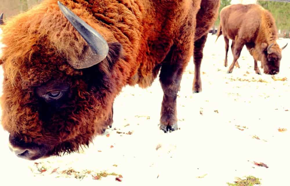 Europäischer Bison Bialowieza Polen