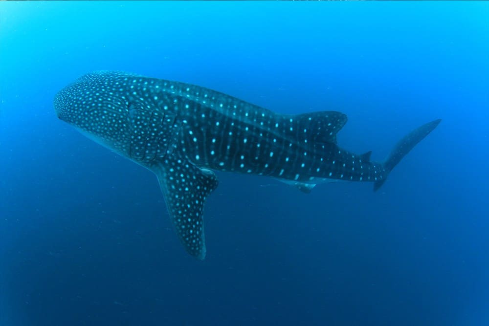 WhaleShark from Bianca