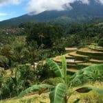 Shandos - Jatiluwih Rice Terraces