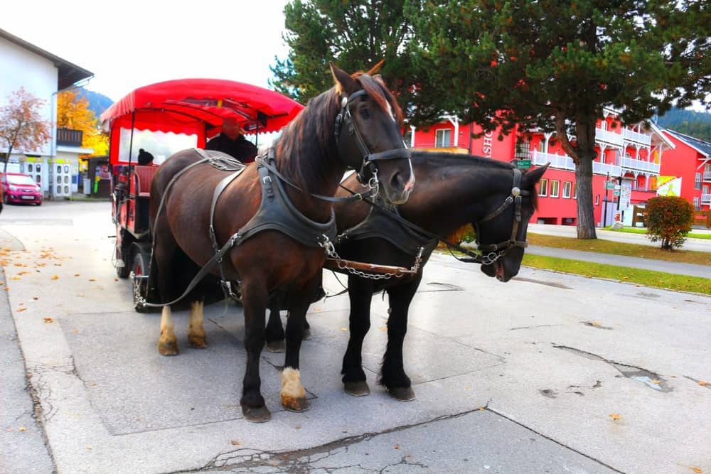 Horse-drawn carriage Olympiaregion Seefeld