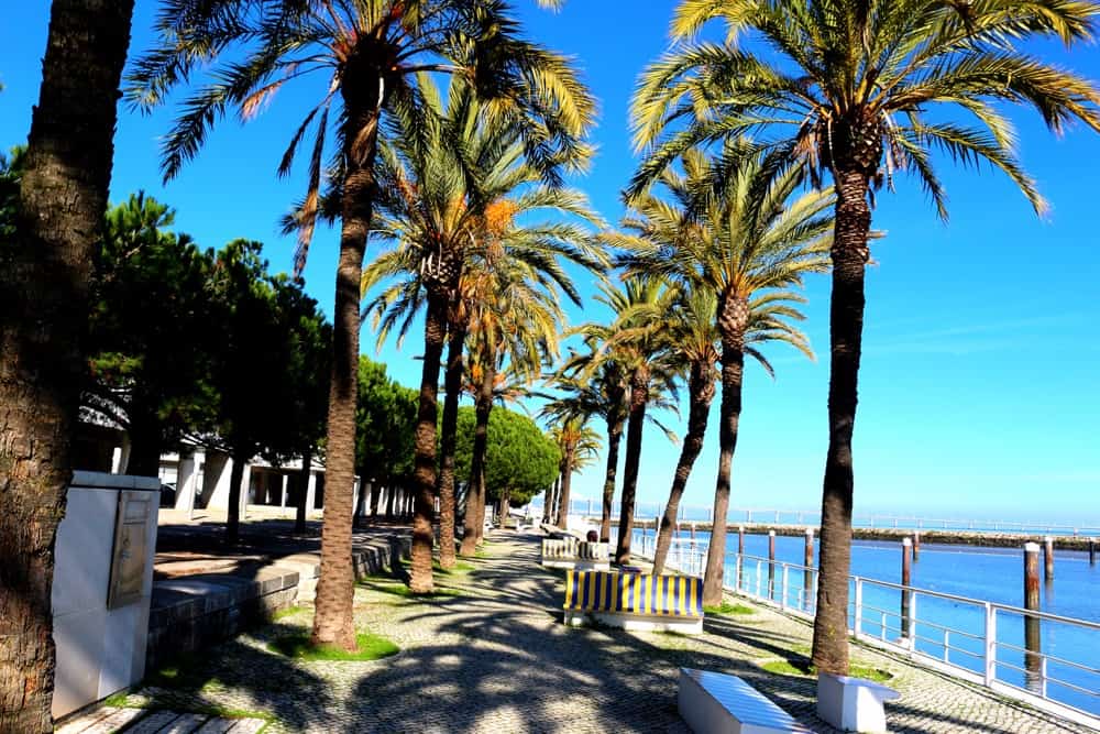 palmiers-lisbonne