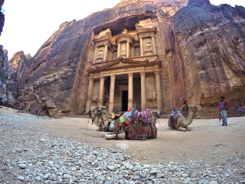 Camels in Petra Jordan
