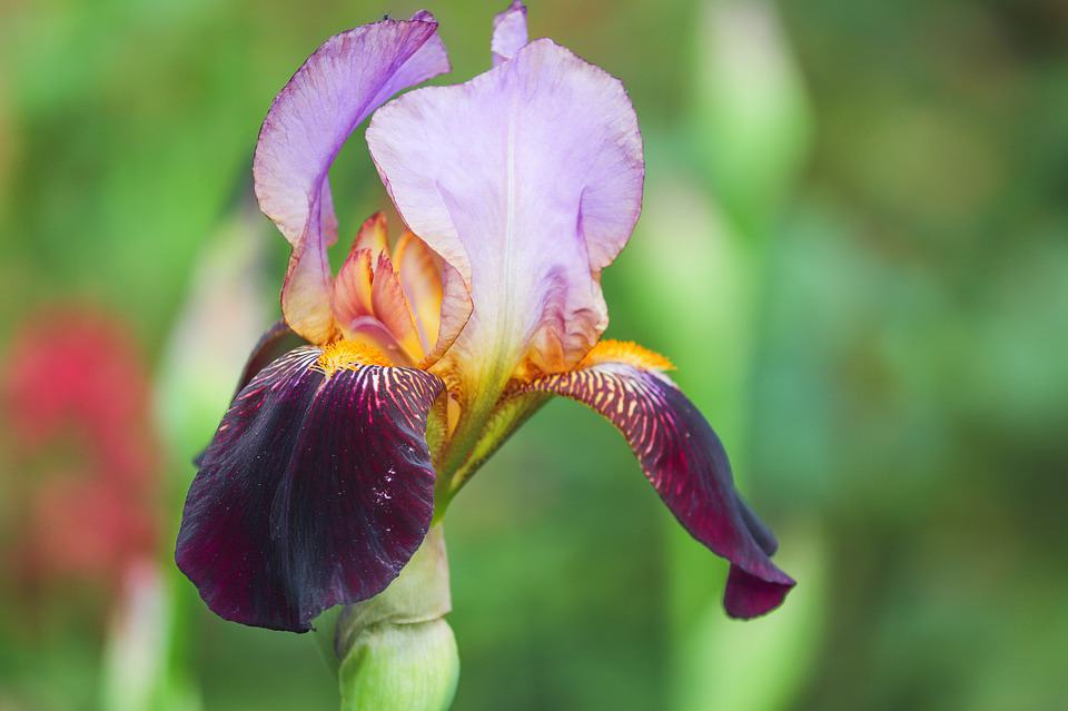 Jordaniens Nationalblume ist die Schwarze Schwertlilie