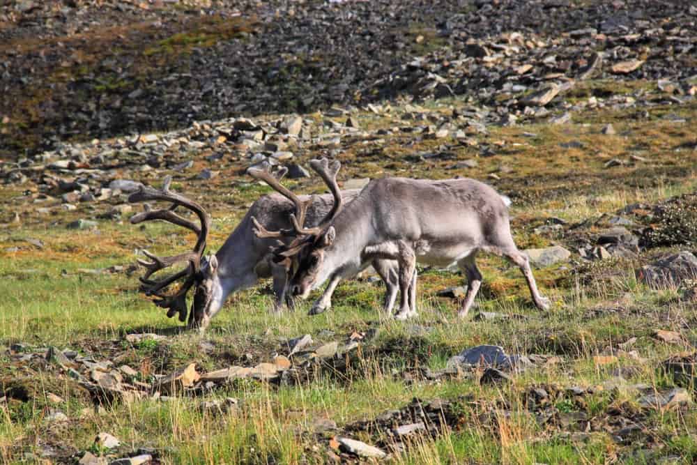Reindeers are quite easy to spot in Svalbard.