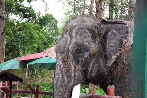 Loveliest animals that can actually kill