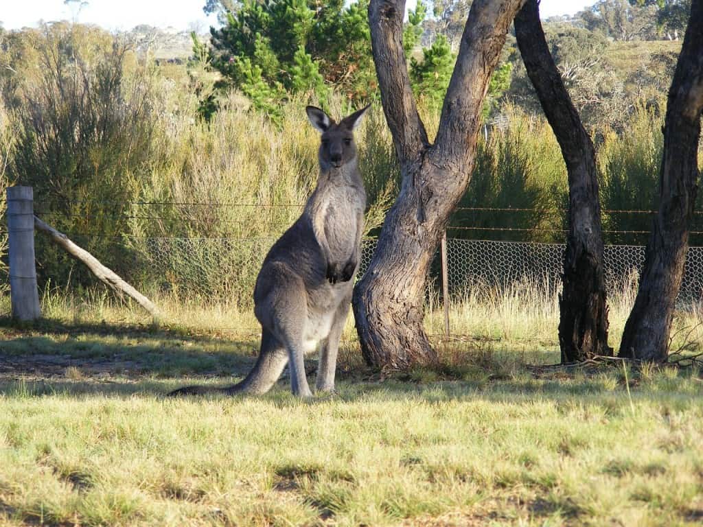 Canberra was specially built to be made the capital australia fact