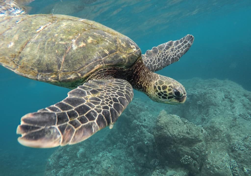 Wissenswertes für Australien: Das Great Barrier Reef ist das größte Korallenriff der Welt.