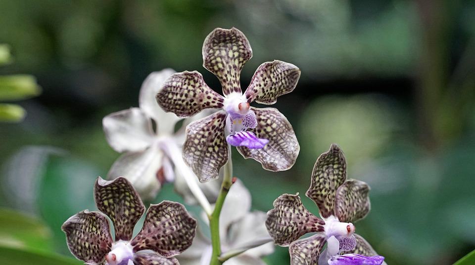 Orchids at the Singapore Botanic Garden