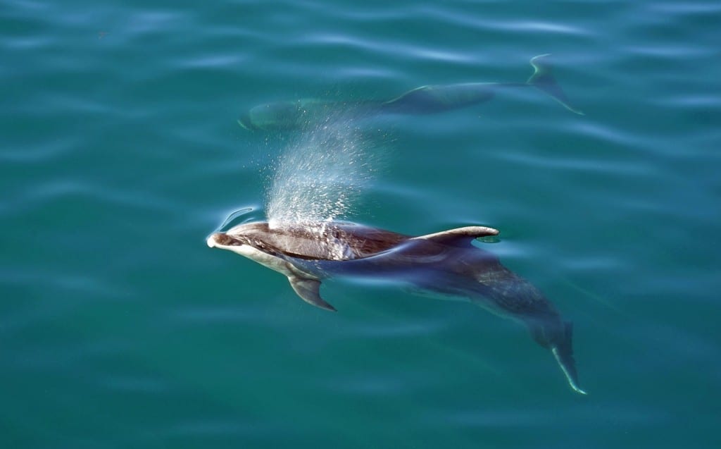 dolphins new zealand honeymoon
