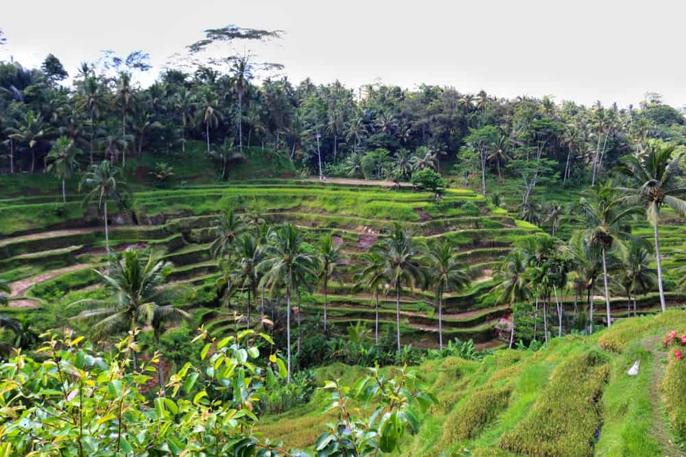 Rice Terrace Tegalalang