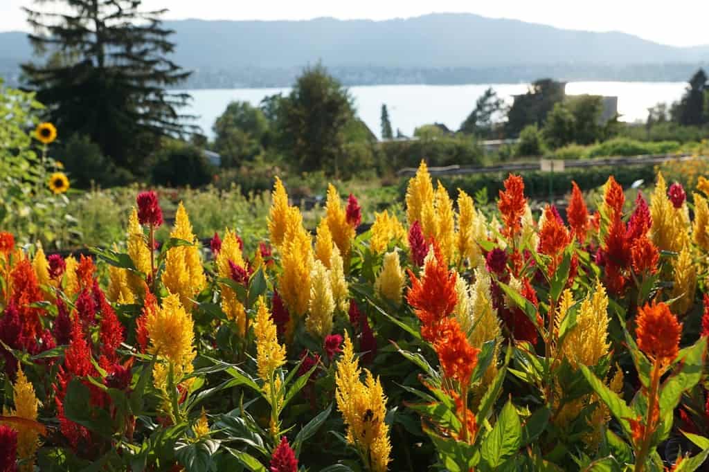 Uetliberg flowers red yellow