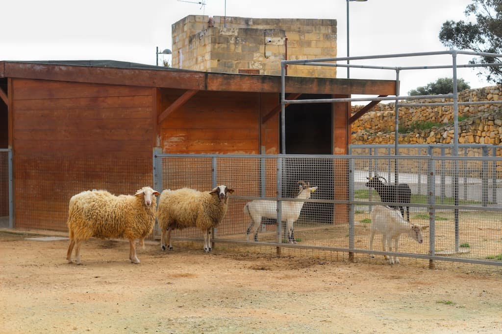 Sant'Antnin Family Park zoo animals sheep