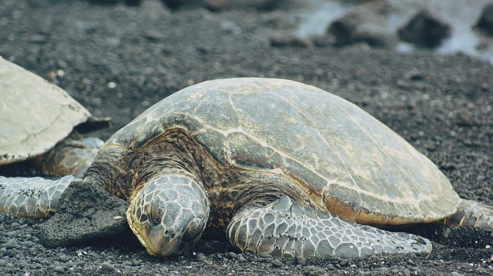 Schildkröten Strand