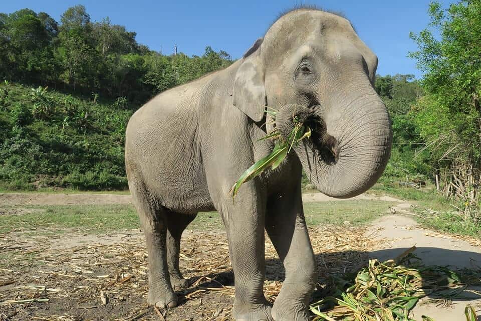 Elephant in a sanctuary in Thailand