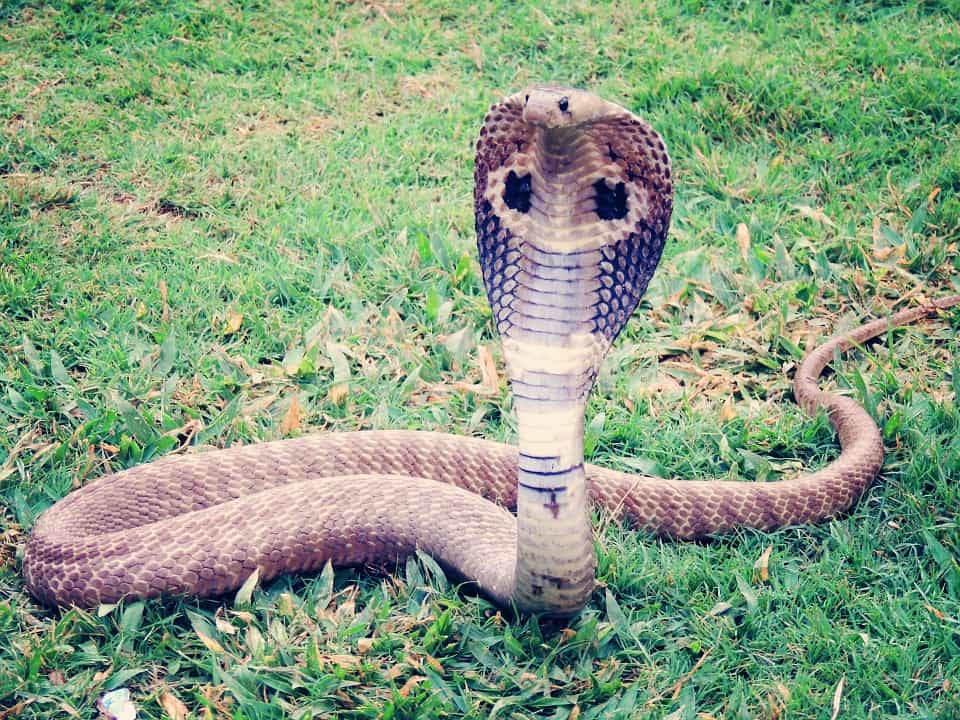 Malaysia Interesting Facts: The country has many poisonous snakes