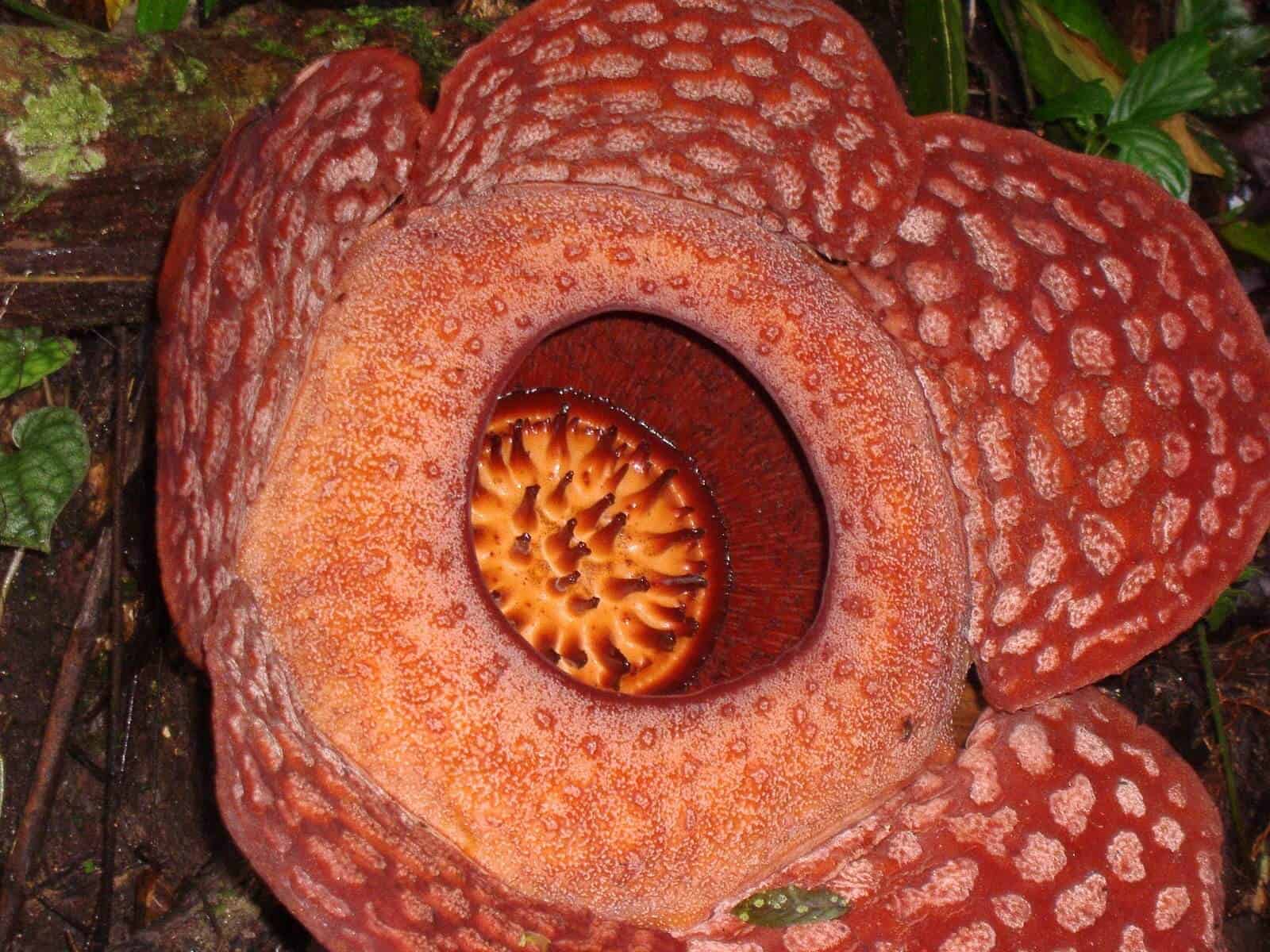 Rafflesia stammt ursprünglich aus Malaysia