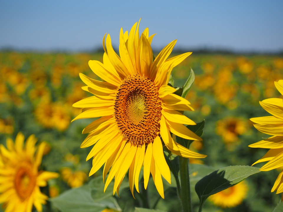 sunflower field.